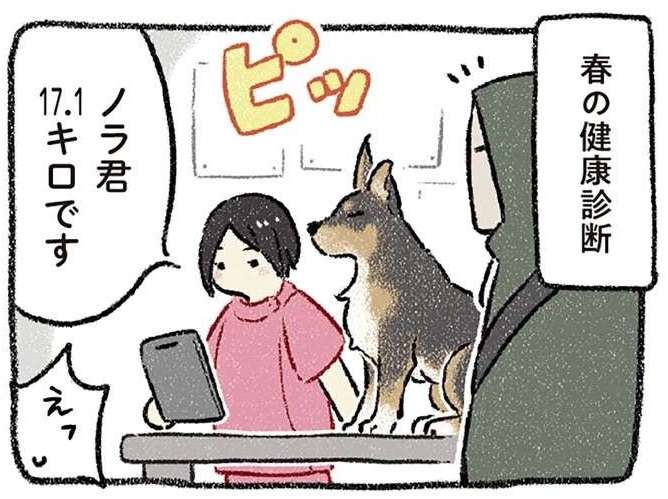 小型犬になっちゃう！ 大型犬好きな飼い主が17キロ超えの愛犬に思うこと／ドベとノラ2