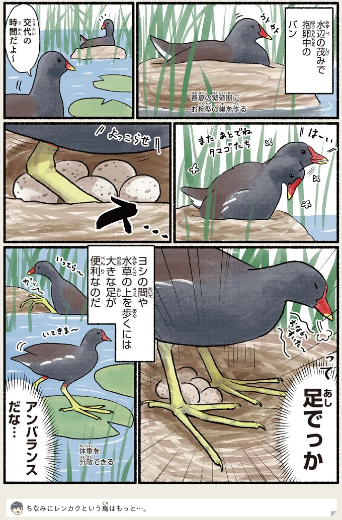 『意外と知らない鳥の生活 1〜2』 351.webp