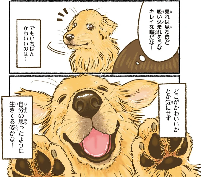 愛犬レトリバーの親指がかわいすぎる！ 体はこーんなに大きいのに...／今日もゴールデンレトリバーに癒されて 15712385.webp