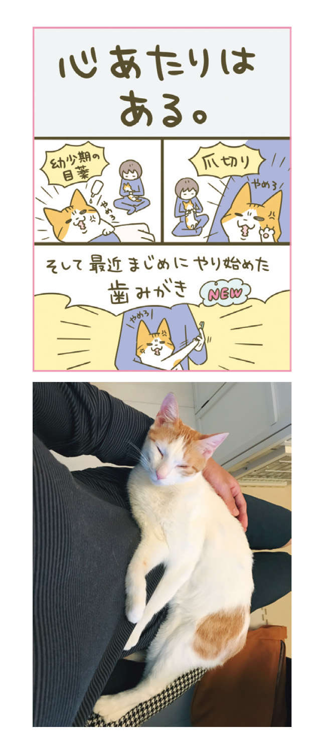 猫vs猫の「モフバトル」が勃発！ その結果は...？／うちの猫がまた変なことしてる。4 12.jpg