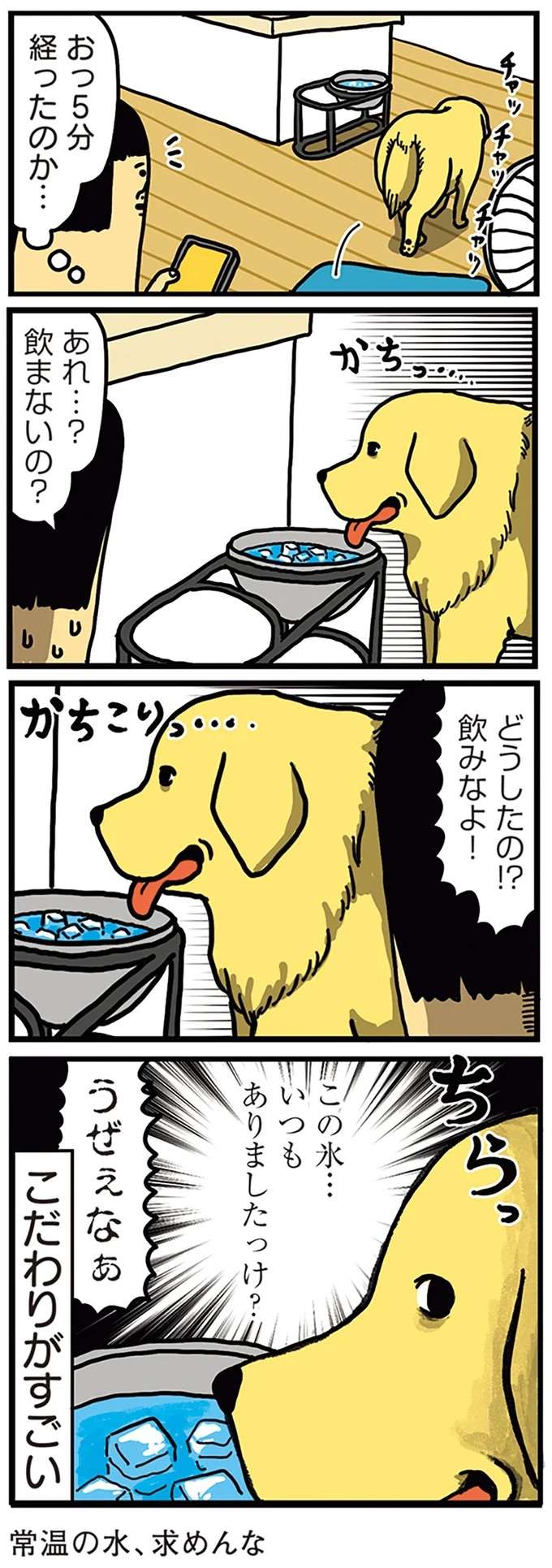 「飲めーーー!!」こだわりの強い犬。散歩から帰って飼い主との攻防が／まめきちまめこニートの日常 こまちとタビ5 mame6_5.jpeg