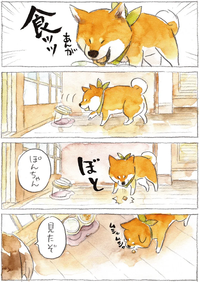 なぜなんだい!? うちの柴犬のヘンな食べ方／柴犬ぽんちゃん、今日もわが道を行く２ 02-02.png