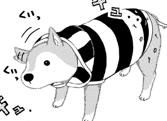 柴犬の「おしり」がかわいい。それはシニアになっても変わらない／じじ柴ハチさんは、今日も生きています。