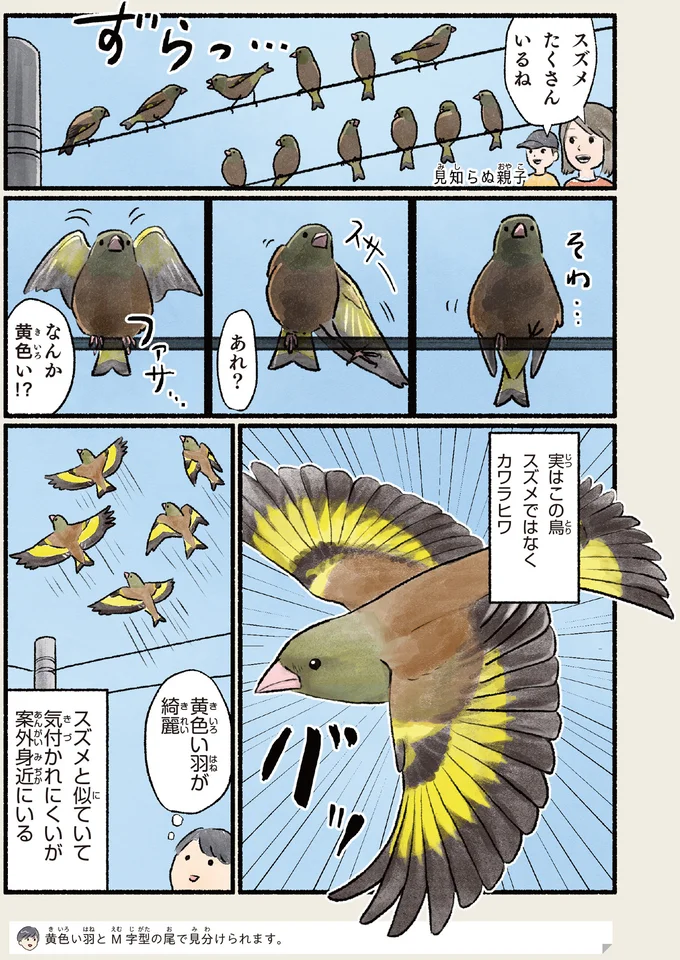 『意外と知らない鳥の生活 1〜2』 371.webp