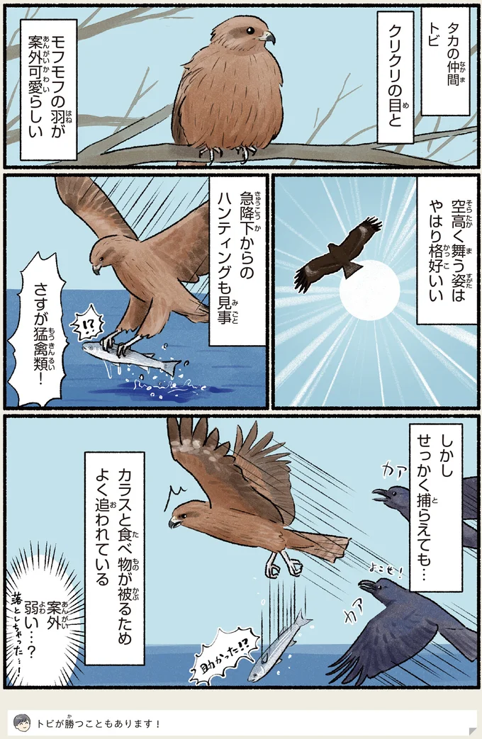 『意外と知らない鳥の生活 1〜2』 381.webp