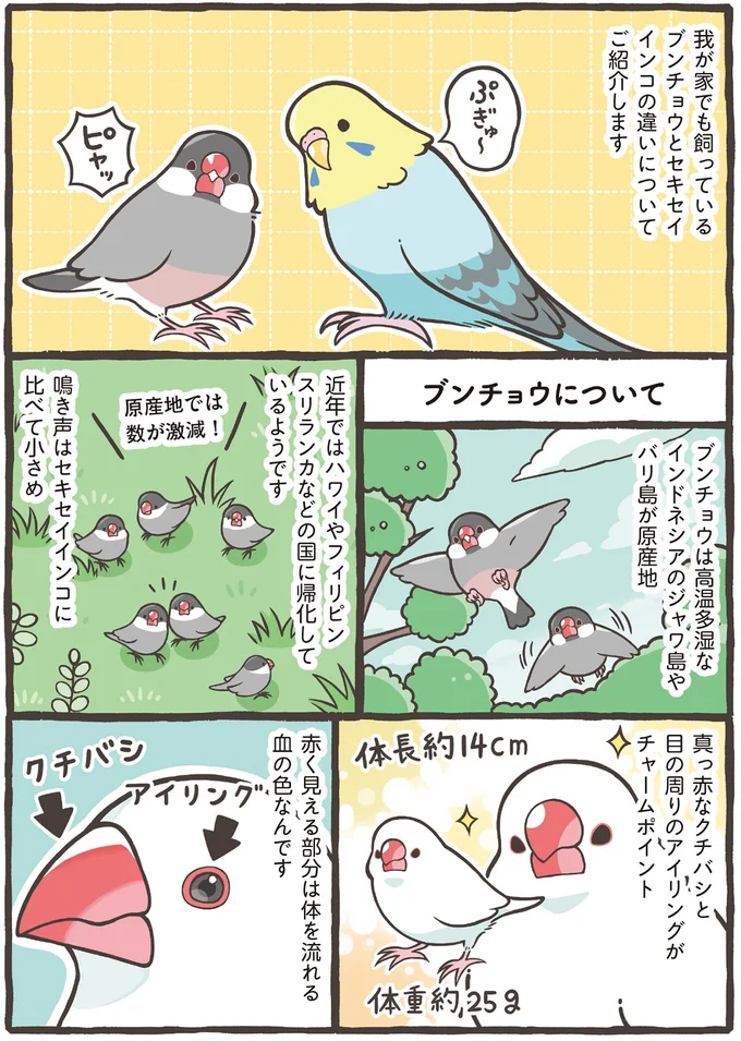 あなたはブンチョウ？ それともセキセイインコ？ 人気の2種を詳しく解説／トリ扱い説明書 81.png