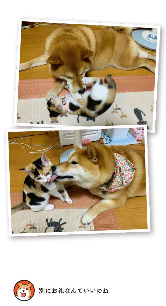 保護された子猫と先住犬。ドキドキの初対面は...幸せな結果に／うちう猫と柴犬 14.jpg