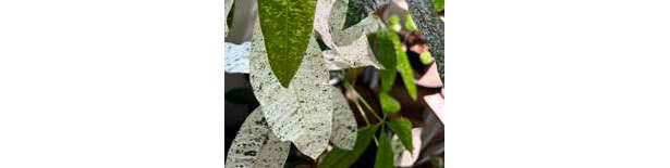 観葉植物のド定番「パキラ」の失敗しやすいポイント【くわしすぎる園芸店員が解説】 0604.jpg