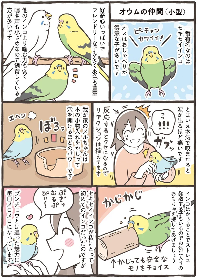 家族に迎えるのはどの鳥がいい？ 大きさだけでなく性格もさまざま／トリ扱い説明書 35.png