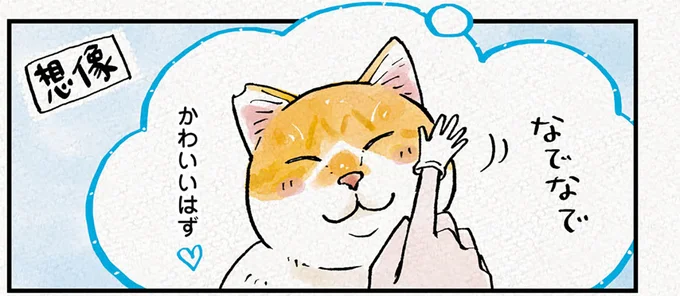 きっとかわいいはず。そう思って猫におもちゃを見せたら...あああ/元野良猫チャチャ 本日も見まわり中