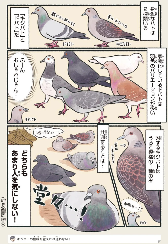『意外と知らない鳥の生活 1〜2』 42.webp