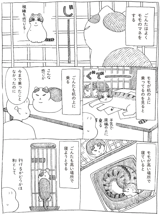 まねっこ好きな元野良猫。ヤンチャな先住猫の真似をしてみたら...!?/野良猫ごんた、家猫になる 16108693.webp