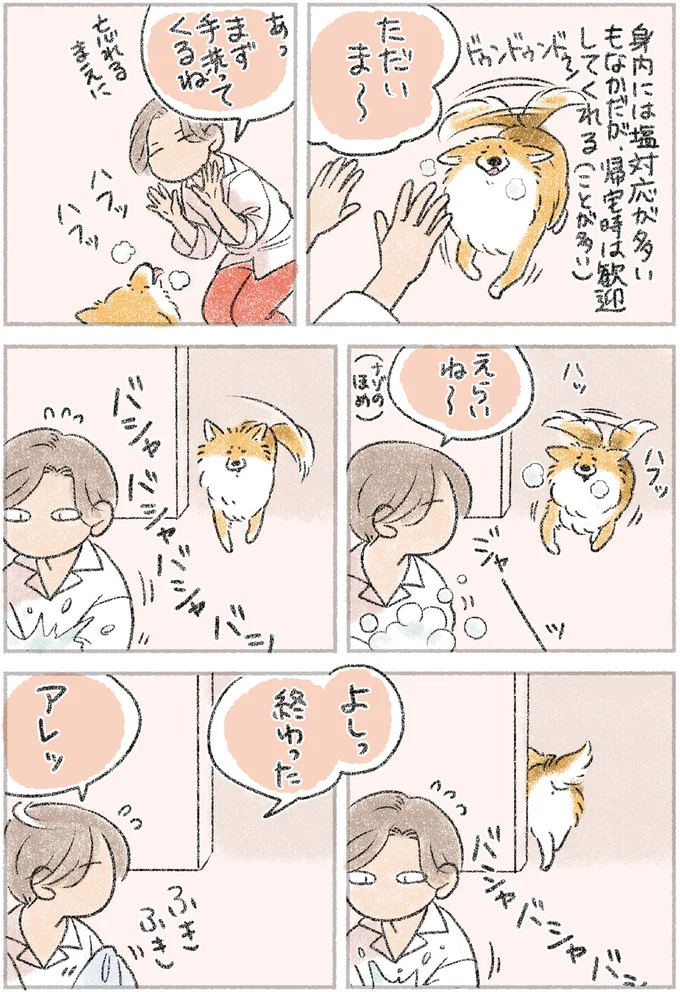 愛犬に「お手」という前に前足をすっ。「お手をする側」はどっち...？／犬を揉む 61.webp
