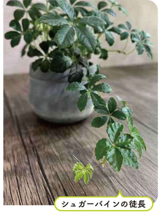 【くわしすぎる園芸店員が教える】観葉植物は「理想の姿形になるのか」を意識して選ぶ 4.シュガーパイン.jpg