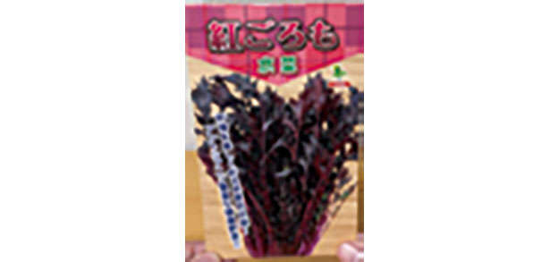 「水菜」は自宅で育てる！たくさん収穫するための「プラカップ」を使った栽培方法を紹介 chapter-1-プラカップ_0124-7-15.jpg
