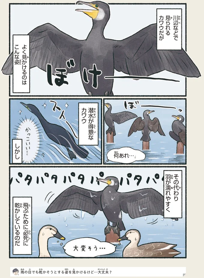 潜水も得意！ カワウは集団行動にも長けた賢い鳥／意外と知らない鳥の生活 1.png