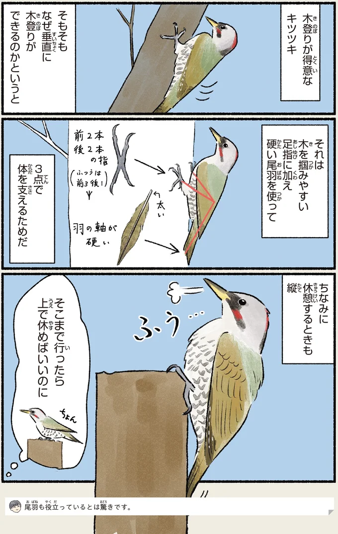 『意外と知らない鳥の生活 1〜2』 402.webp