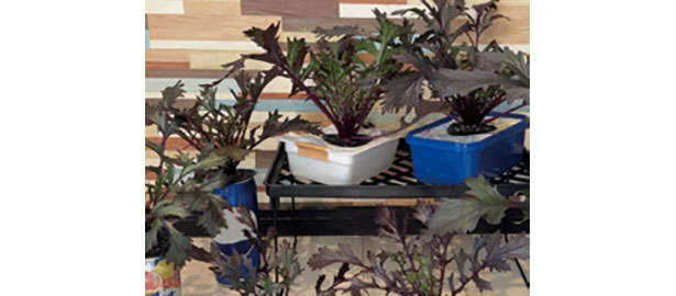 「水菜」は自宅で育てる！たくさん収穫するための「プラカップ」を使った栽培方法を紹介 chapter-1-プラカップ_0124-7-16.jpg