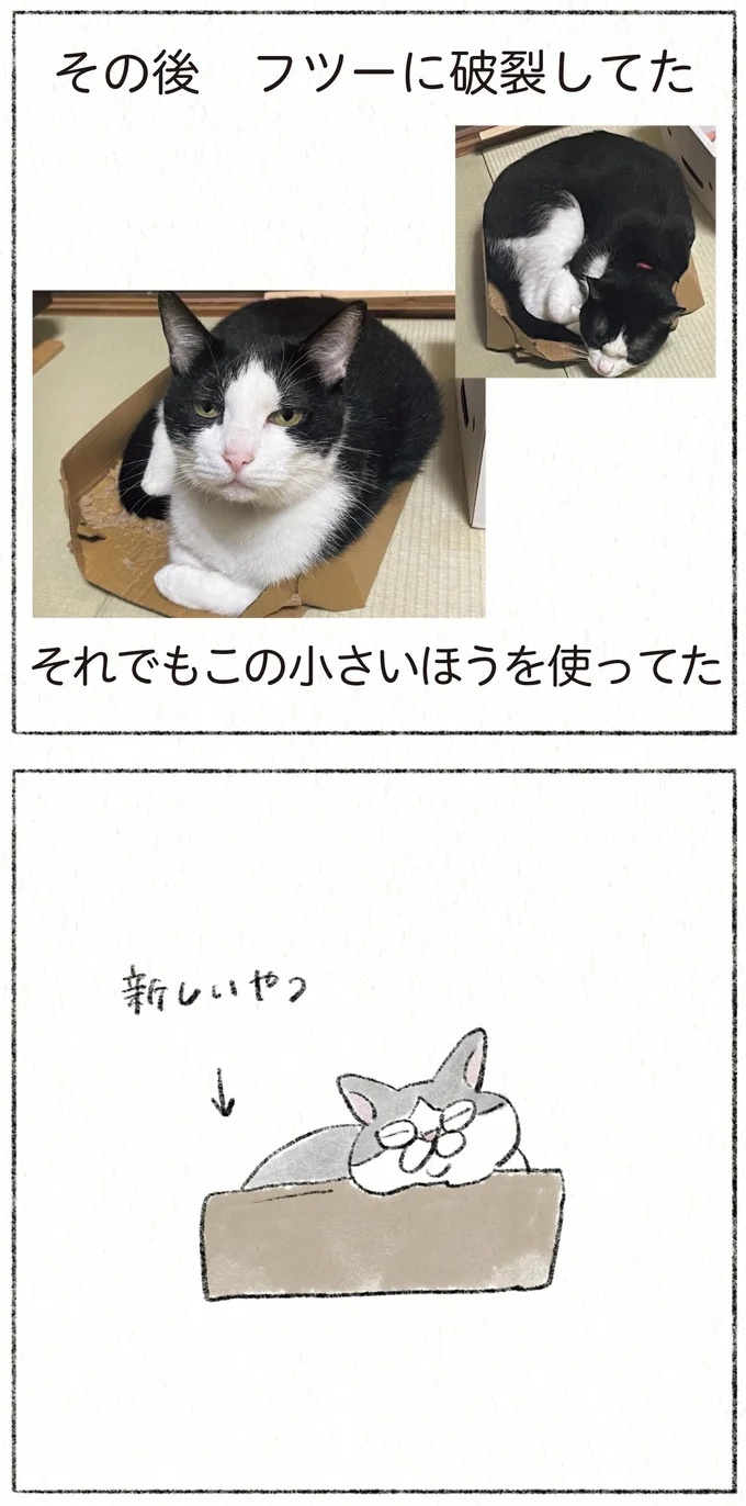 『うちの猫は今日も塩対応』 33.webp