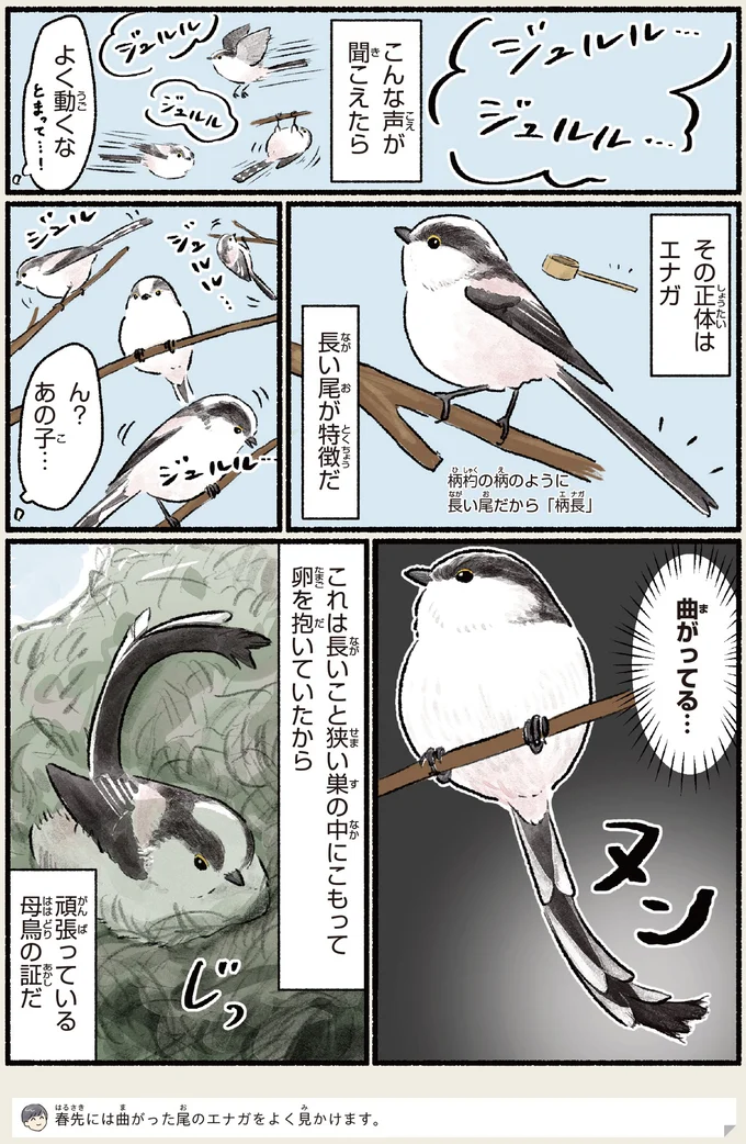『意外と知らない鳥の生活 1〜2』 411.webp