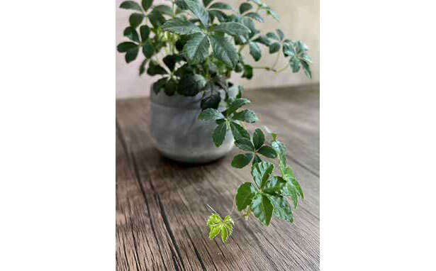 【くわしすぎる園芸店員が教える】観葉植物は「理想の姿形になるのか」を意識して選ぶ 02th世界一たのしい観葉植物教室jpg.jpg