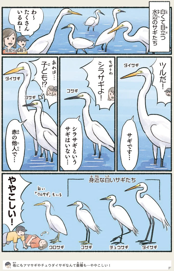 「シラサギ」という鳥は存在しない？ いろいろややこしい事情／意外と知らない鳥の生活 1.png