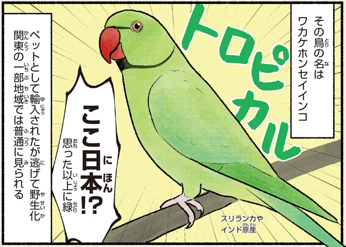 ペットが野生化⁉ 目の覚めるようなグリーンが特徴のワカケホンセイインコ／まだまだ！意外と知らない鳥の生活