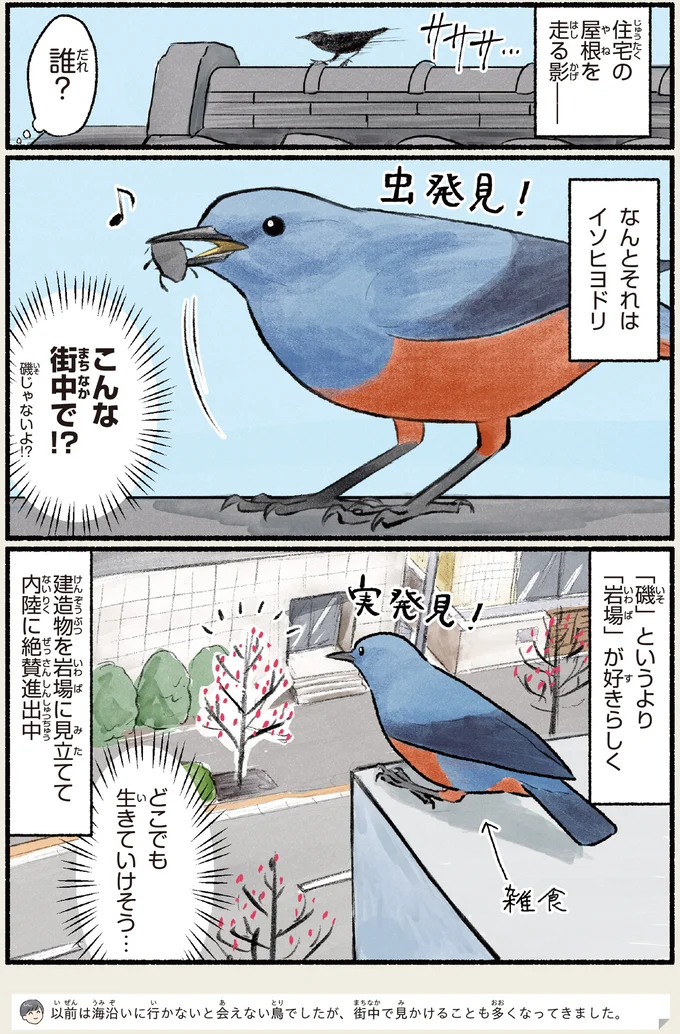 『意外と知らない鳥の生活 1〜2』 432.webp