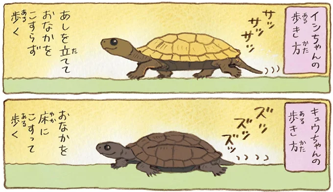 おばあちゃんとかめ 何げに楽しい2匹とのくらし 03-06.webp