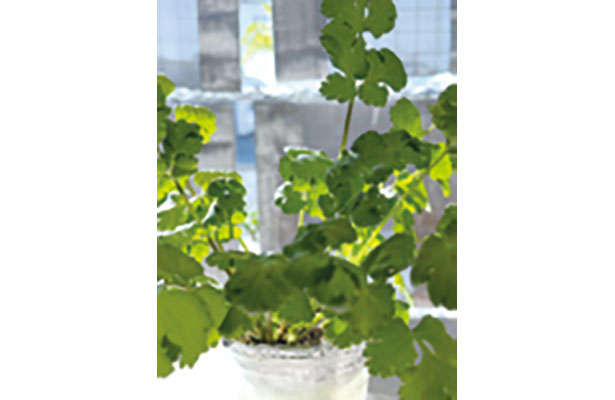 【女性に人気の「パクチー」を育てよう】「プラカップ」を使えば長く簡単に栽培可能！ chapter-1-プラカップ_0124-4-7.jpg