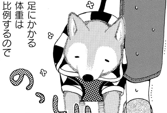 「もう一度、一緒に走りたい」飼い主の思いに対して老犬は...／じじ柴ハチさんは、今日も生きています。