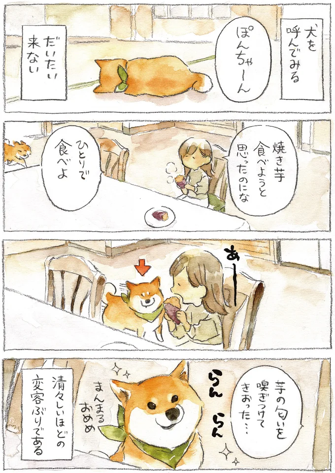 おやつの気配で横にお座りする柴犬。自分の分もあると信じて疑わぬ眼で...／柴犬ぽんちゃん、今日もわが道を行く２ 08-01.png