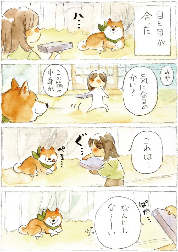 「なんにもない」って言ってるのに。柴犬の激しい空き箱チェック／柴犬ぽんちゃん、今日もわが道を行く２ 06-01.png
