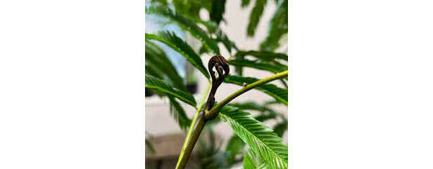 【くわしすぎる園芸店員が教える観葉植物】「エバーフレッシュ」が夜になると葉を閉じる理由 枯れた葉？-いいえ、新芽です.jpg