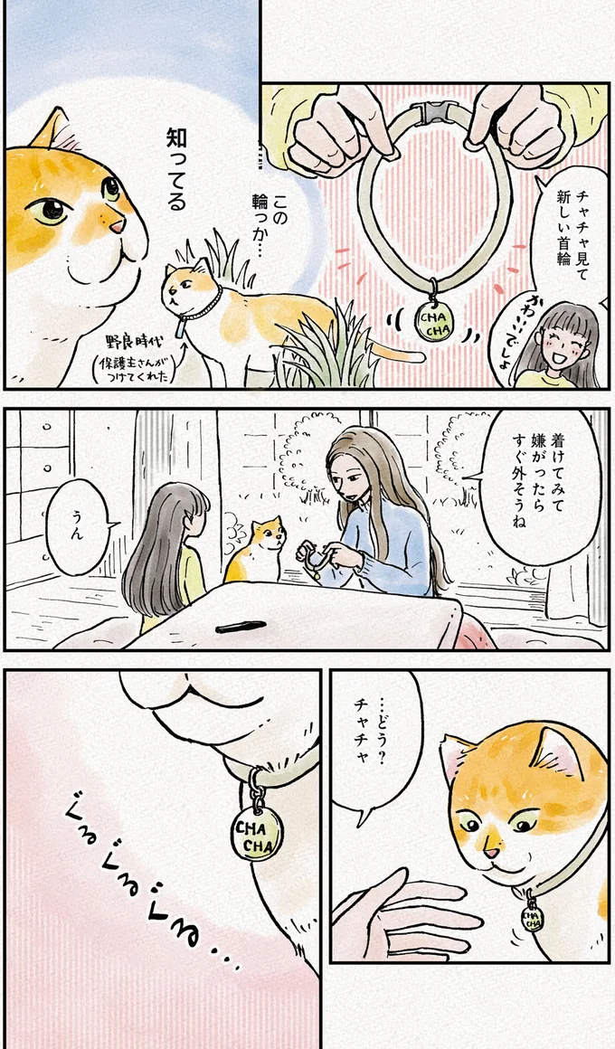 『元野良猫チャチャ 本日も見まわり中』 06-03.png