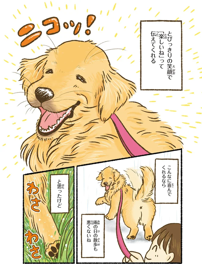 愛犬のレトリバーとびっきりの笑顔だけど...雨の日の散歩は超大変／今日もゴールデンレトリバーに癒されて 15712396.webp