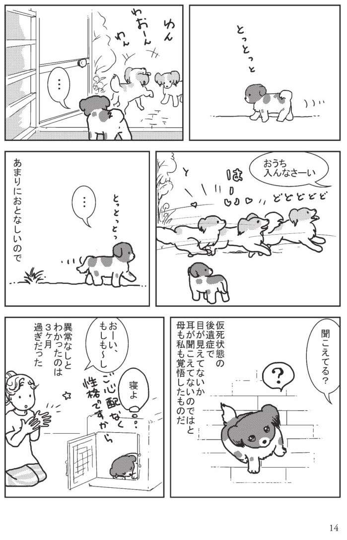 手のひらサイズの「未熟児犬」。かわいさとは裏腹に飼い主が抱く心配事／愛犬アミ、世界で一番愛した君へ 愛犬アミ②-4.jpg