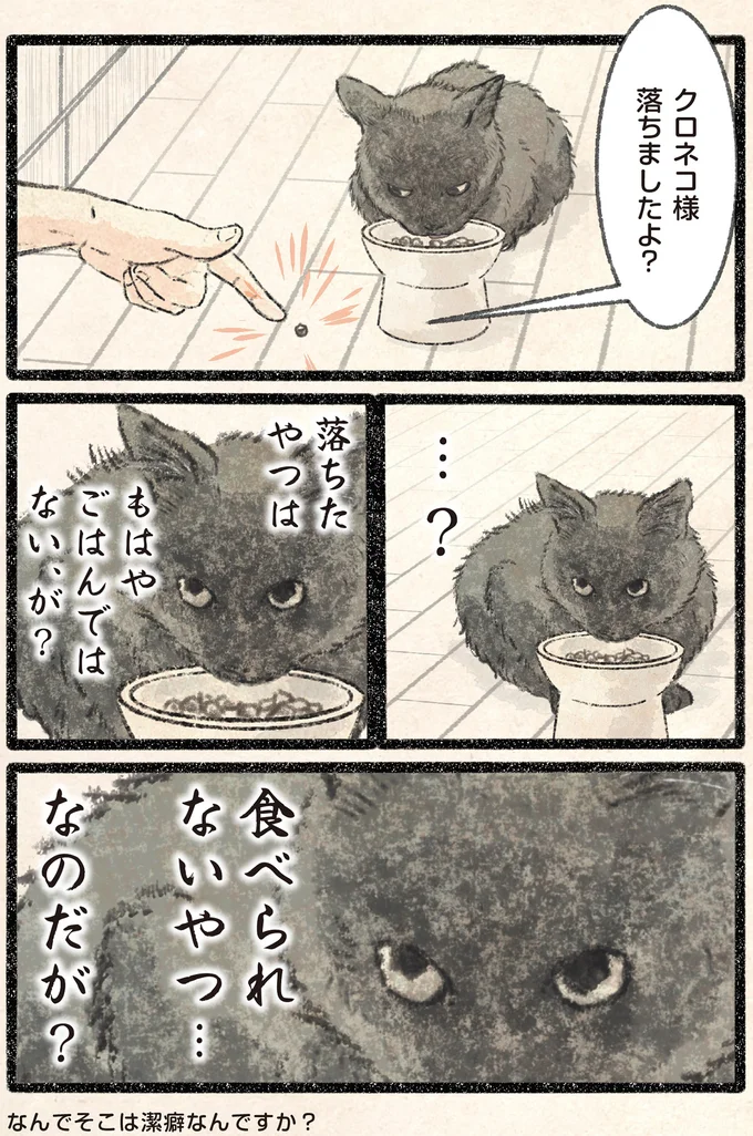 『今日もネコ様の圧が強い2』 55.webp