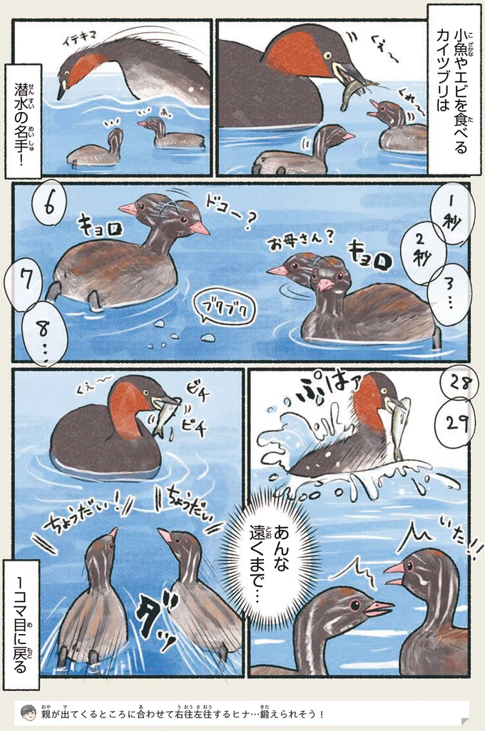 「訂正してあげるか悩みどころ...」実は立派な大人なこの鳥／意外と知らない鳥の生活 12.png