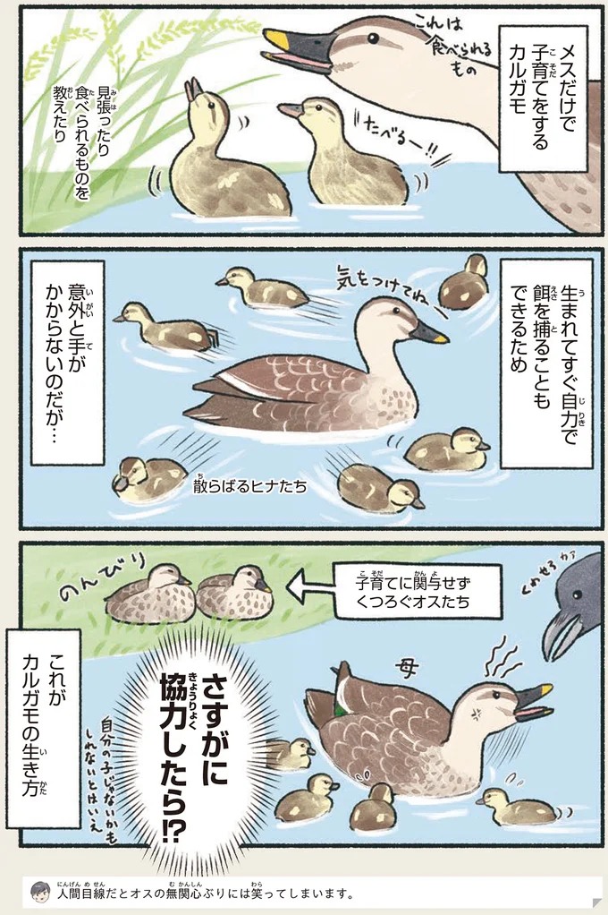 ワンオペ育児のママ。見張ったり、教えたり...その間、パパは何をやっているのか／意外と知らない鳥の生活 12.png