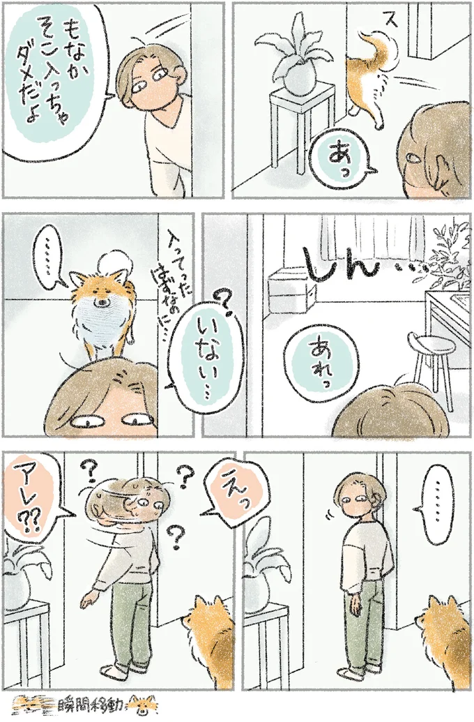 天才...？ 愛犬がお手、タッチ、ふせ...飼い主の指示から「選ぶ」のは？／犬を揉む 12.png