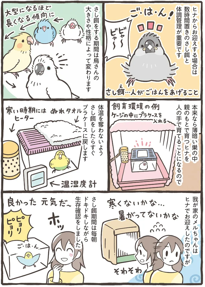 ヒナ？ それとも成鳥？ 季節はいつ？ 鳥を家族にするおすすめのタイミング／トリ扱い説明書 42.png