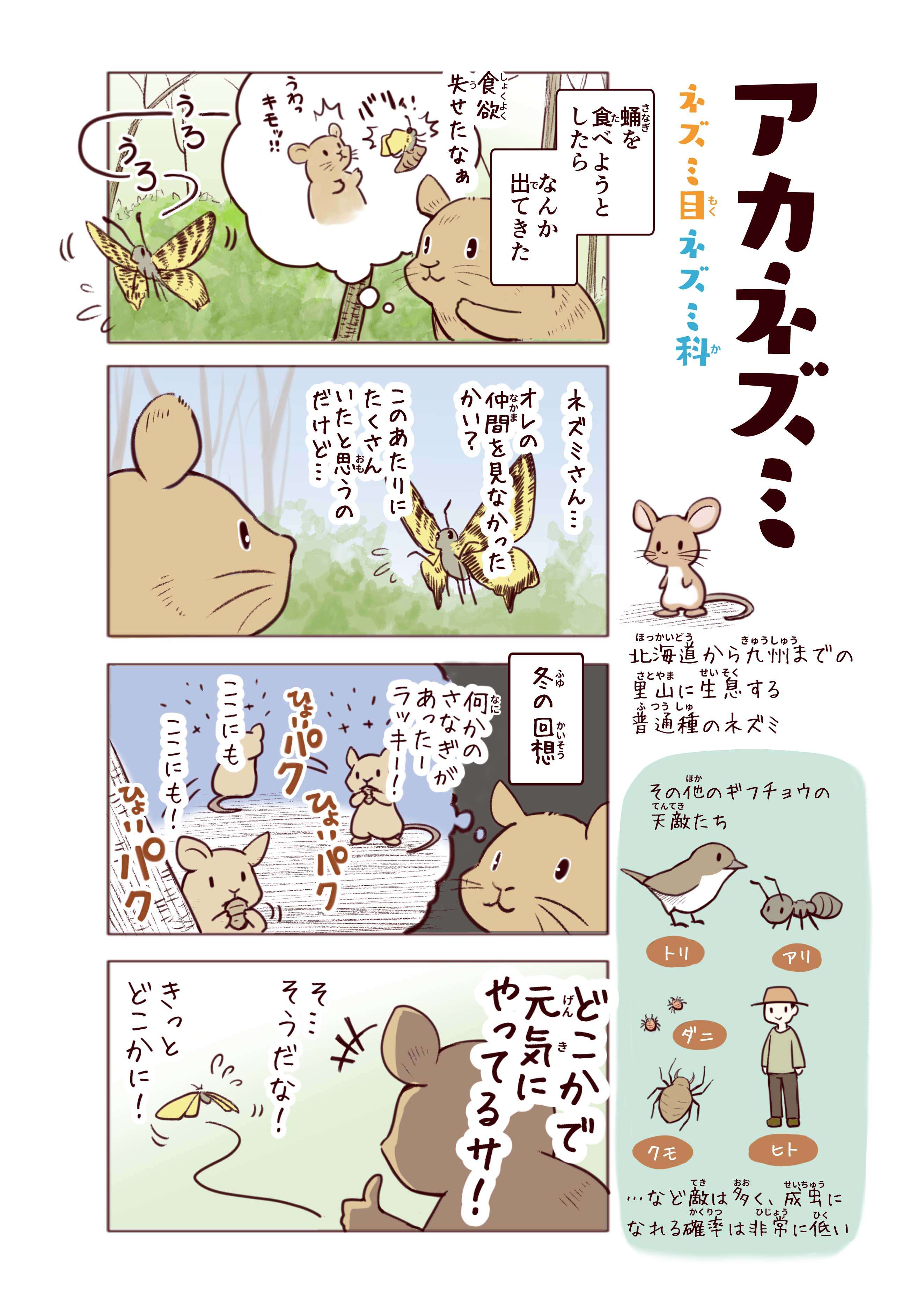 絶滅危惧種「ギフチョウ」は、雨にも風にも負けず1年間サナギで過ごす！ ／わいるどらいふっ！ p7_アカネズミ.jpg