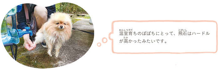 愛犬に漂う「がっかり感」...公園で上機嫌が一転、トラブル発生！／ふわふわポメのぽぽち popochi_p82-3.jpg