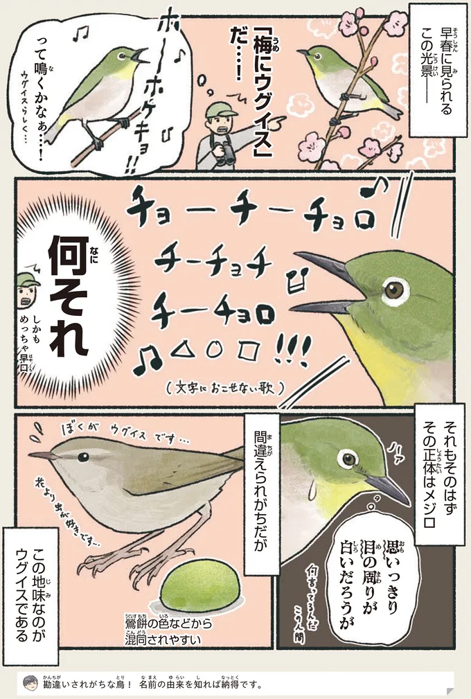 見た目で勘違いされがち。名前の由来を知れば納得の鳥って？／意外と知らない鳥の生活 1.png