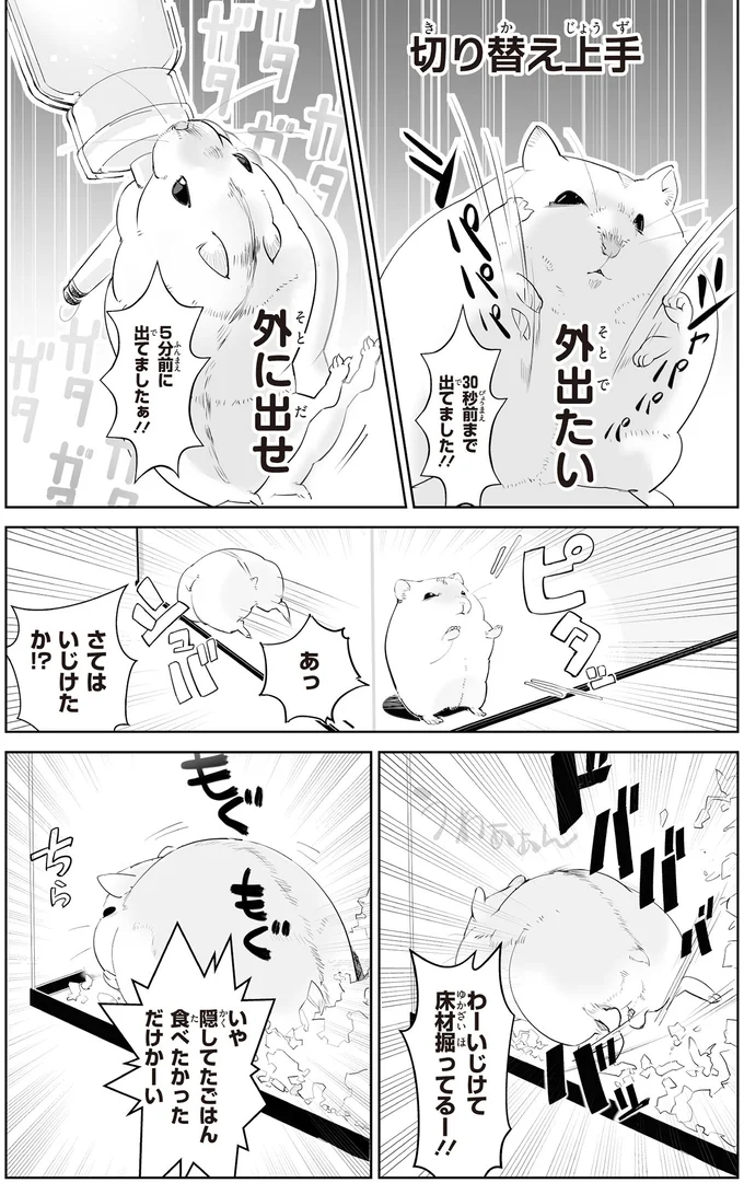 「見たい飼い主」と「見られたくないハムスター」。無言の駆け引きの結末は...?/はむはむづくし2 25-01.png