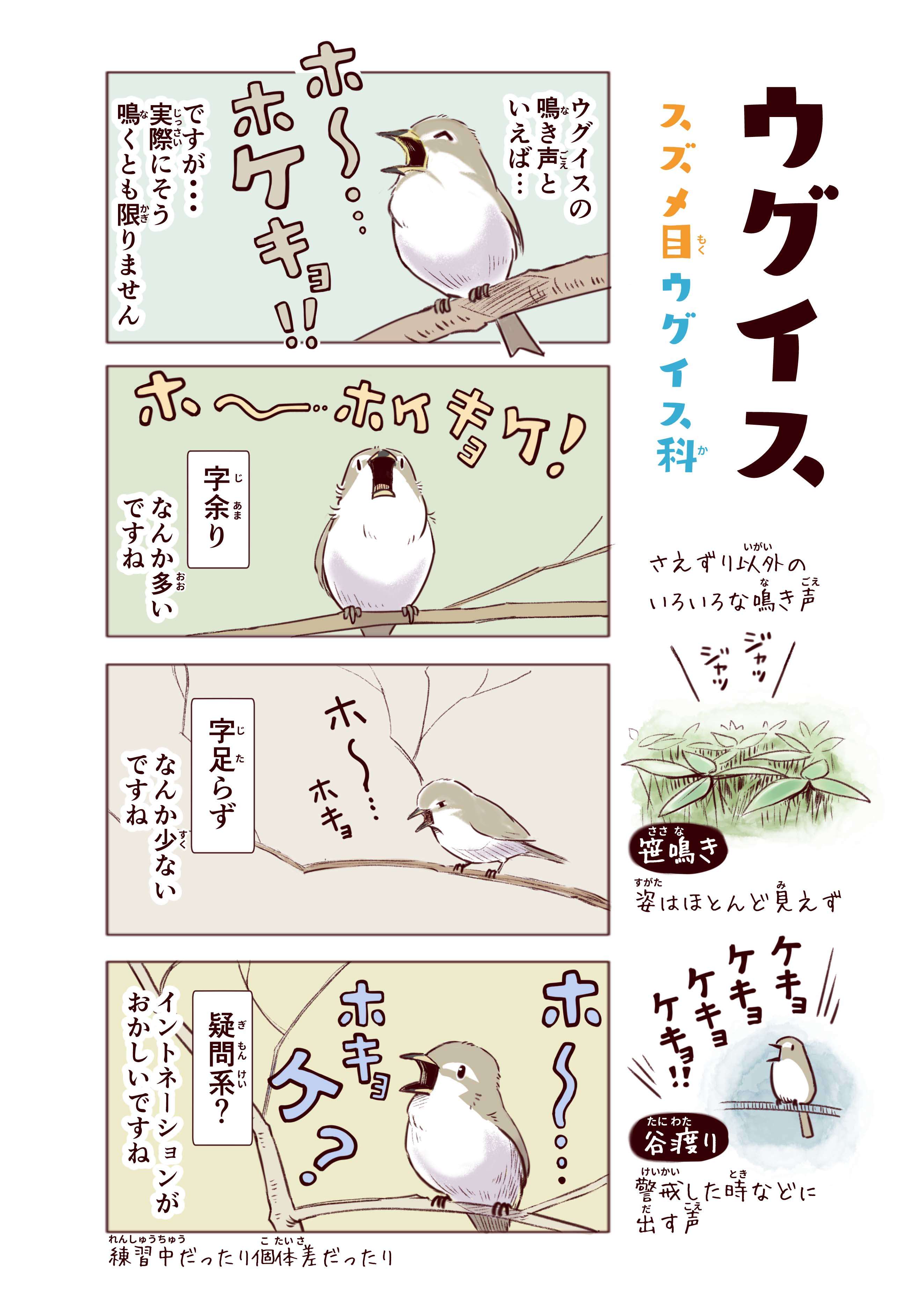 「吾輩はウソである」特徴的な鳴き声から付けられたウソのような本当の名前／わいるどらいふっ！ p19_ウグイス.jpg