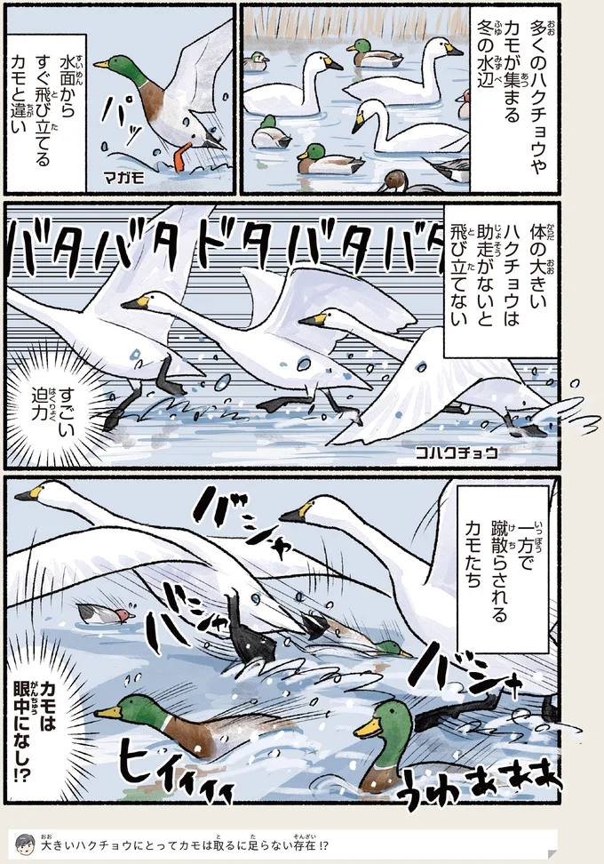 『意外と知らない鳥の生活 1〜2』 501.webp