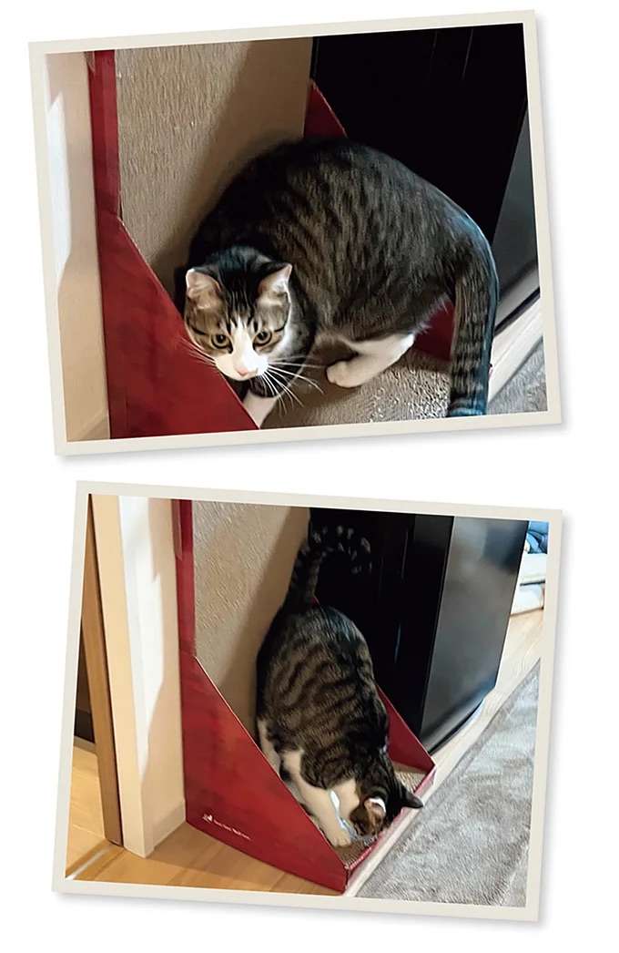 「奴は完全に忘れた」はずが...猫のおやつへの執着が凄すぎて、うっ／まめきちまめこニートの日常 こまちとタビ5 mame8_4.jpeg