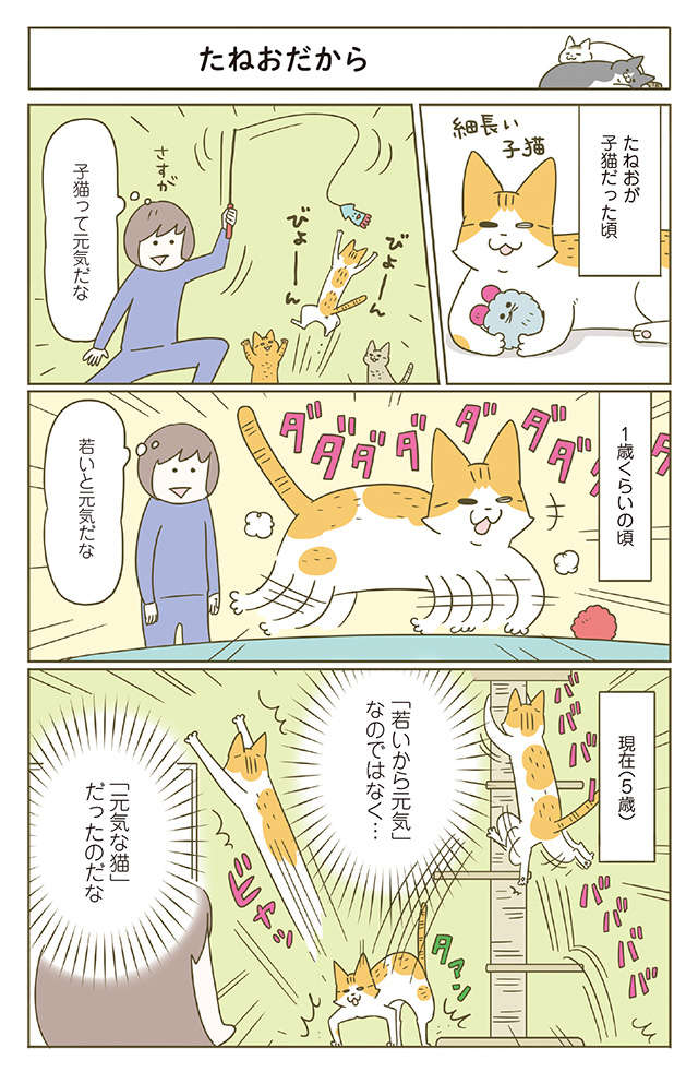 「何よ、怖い...」猫が虚空を見つめ無言で毛を逆立たせていて／うちの猫がまた変なことしてる。6 1.jpg